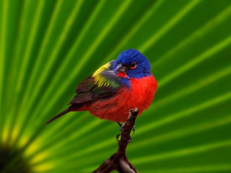 [Daily Photo CD03] Male Painted Bunting, Everglades National Park, Florida; DISPLAY FULL IMAGE.