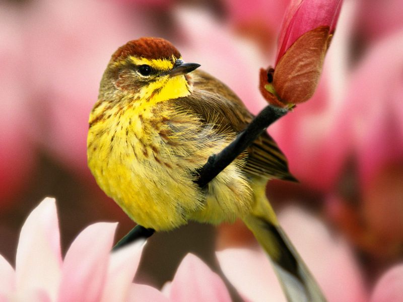 [Daily Photo CD03] Male Palm Warbler; DISPLAY FULL IMAGE.