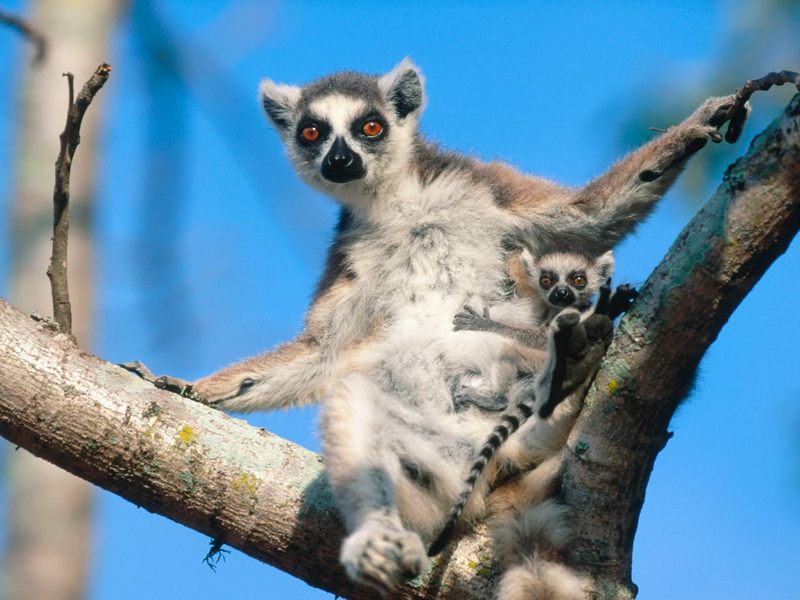[Daily Photo CD03] Ring-tailed Lemur with baby; DISPLAY FULL IMAGE.