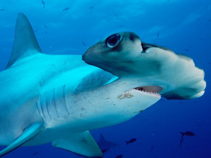 [Daily Photo CD03] Scalloped Hammerhead Shark; DISPLAY FULL IMAGE.