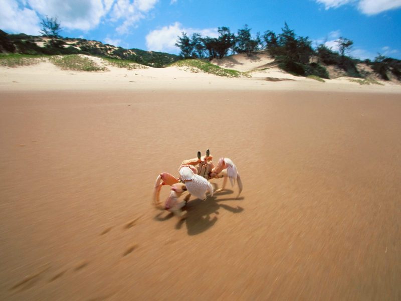 [Daily Photo CD03] Sidesteppin' Crab, Bazaruto, Mozambique; DISPLAY FULL IMAGE.