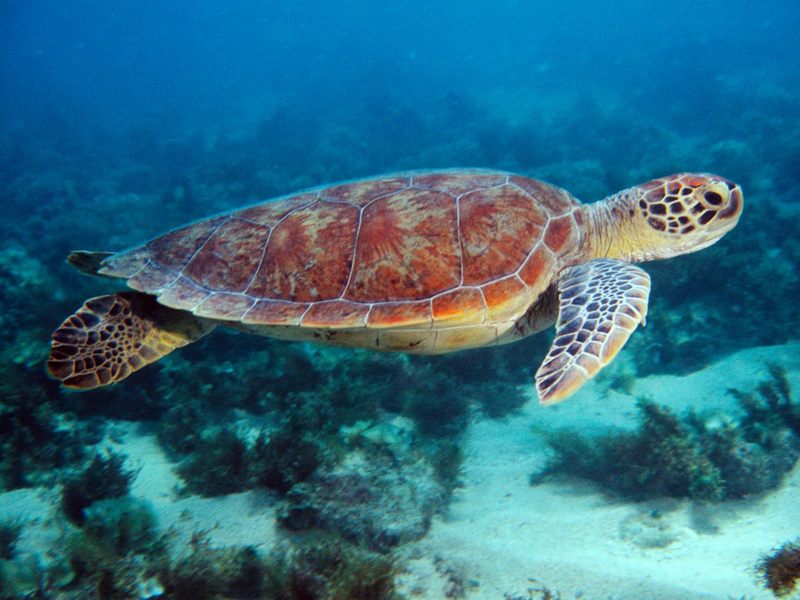 [Daily Photo CD03] Swimming Sea Turtle; DISPLAY FULL IMAGE.