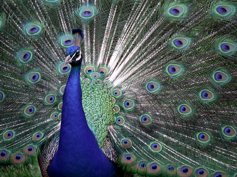 [Daily Photo CD03] The Colors of Pride, Proud Peacock; DISPLAY FULL IMAGE.