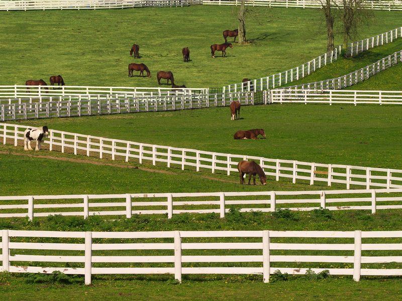 [Daily Photo CD03] Thoroughbred Horses, Lexington, Kentucky; DISPLAY FULL IMAGE.