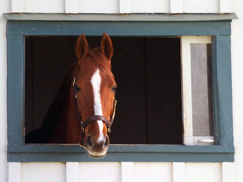 [Daily Photo CD03] Thoroughbred Race Horse, Lexington, Kentucky; DISPLAY FULL IMAGE.