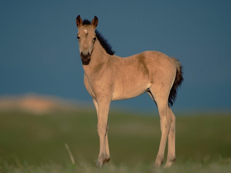 [Daily Photo CD03] Watchful Foal; DISPLAY FULL IMAGE.