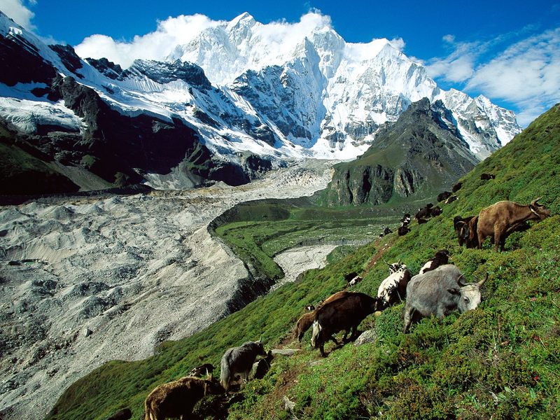 [Daily Photo CD03] Yaks Herding, Kangshung Glacier, Tibet; DISPLAY FULL IMAGE.
