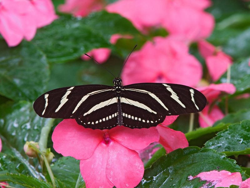 [Daily Photo CD03] Zebra Longwing Butterfly; DISPLAY FULL IMAGE.