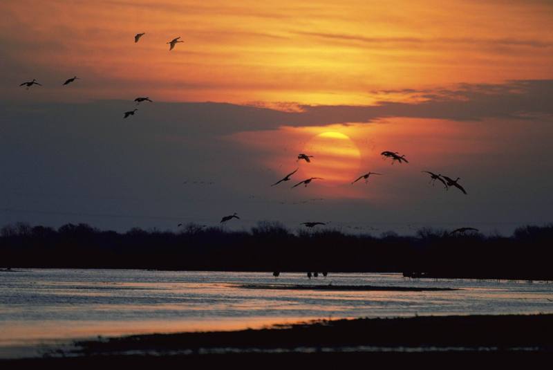 Crane flock in sunset (Gruidae) {!--두루미과-->; DISPLAY FULL IMAGE.