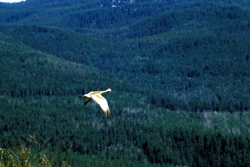 Sandhill Crane in flight (Grus canadensis) {!--캐나다두루미-->; DISPLAY FULL IMAGE.