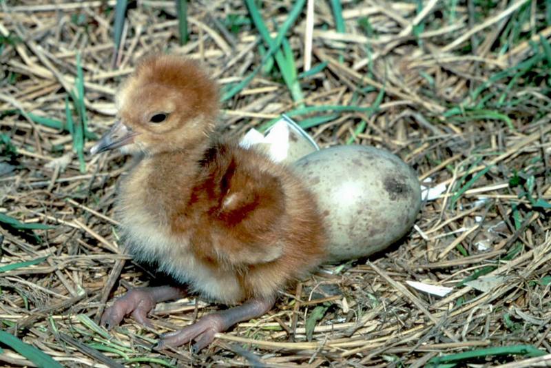 Sandhill Crane chick (Grus canadensis) {!--캐나다두루미-->; DISPLAY FULL IMAGE.