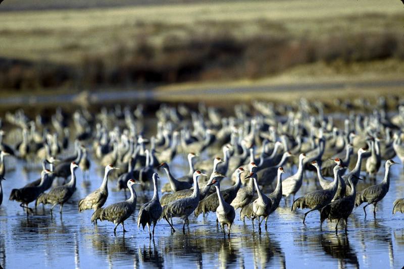 Sandhill Crane flock (Grus canadensis) {!--캐나다두루미-->; DISPLAY FULL IMAGE.