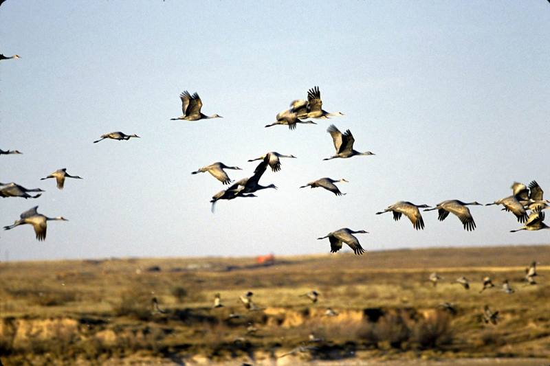 Sandhill Crane flock in flight (Grus canadensis) {!--캐나다두루미-->; DISPLAY FULL IMAGE.