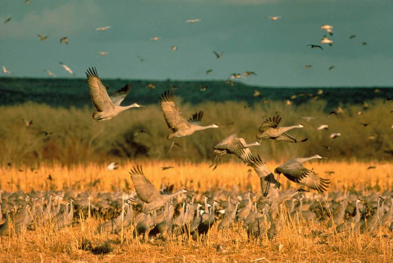 Sandhill Crane flock (Grus canadensis) {!--캐나다두루미-->; DISPLAY FULL IMAGE.