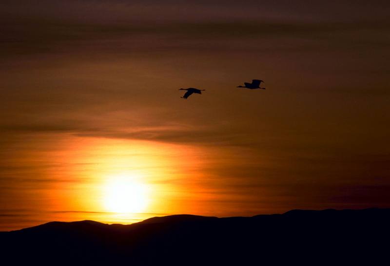 Sandhill Crane pair in flight (Grus canadensis) {!--캐나다두루미-->; DISPLAY FULL IMAGE.