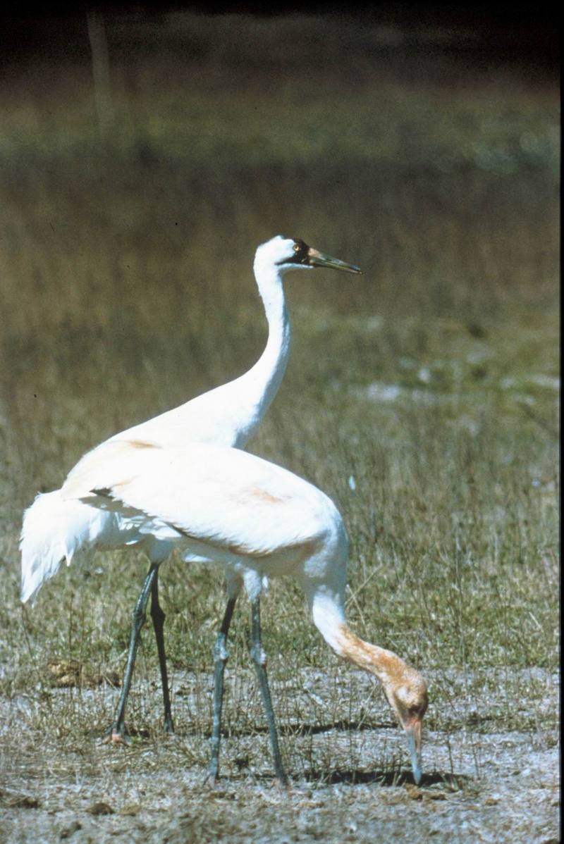 Whooping Crane with fledgling (Grus americana) {!--아메리카흰두루미-->; DISPLAY FULL IMAGE.
