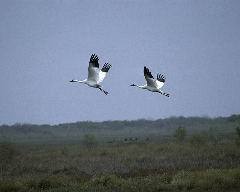 Whooping Crane pair in flight (Grus americana) {!--아메리카흰두루미-->; DISPLAY FULL IMAGE.