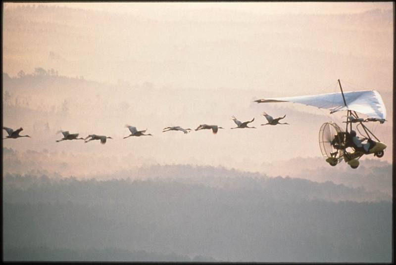 Whooping Crane flock in flight (Grus americana) {!--아메리카흰두루미-->; DISPLAY FULL IMAGE.