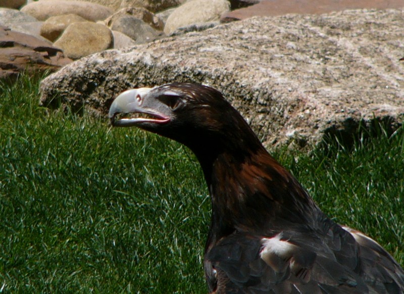 wedgetail eagle 3; DISPLAY FULL IMAGE.