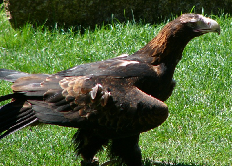 wedgetail eagle; DISPLAY FULL IMAGE.
