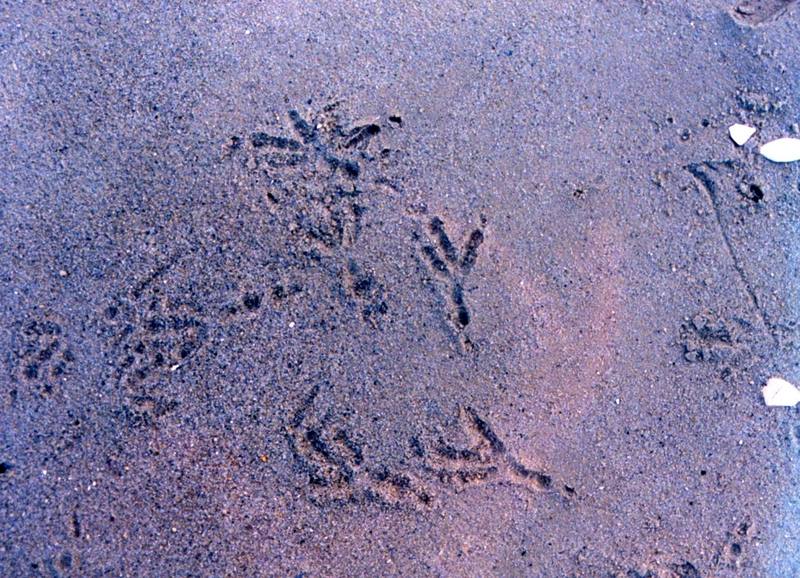 Crow footprints (Coridae) {!--까마귀과 발자국-->; DISPLAY FULL IMAGE.