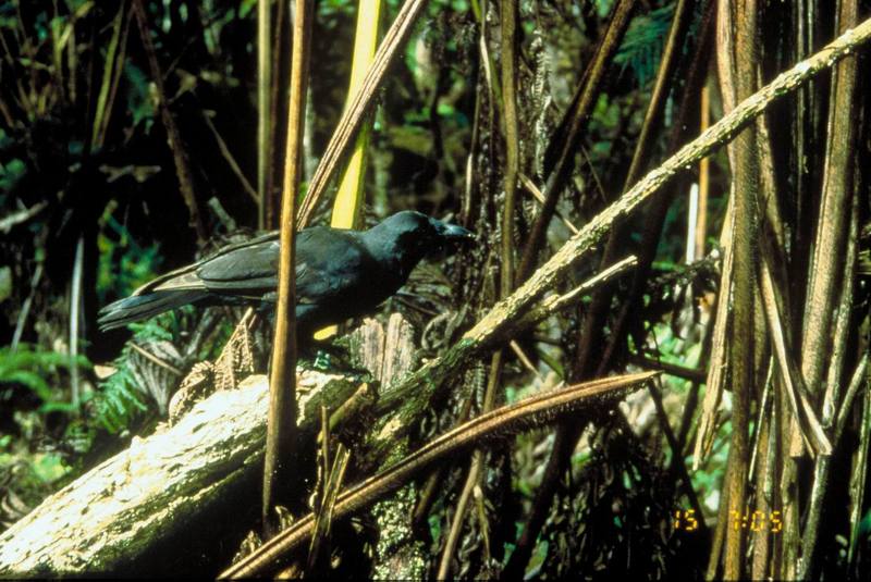 'Alala, Hawaiian Crow (Corvus hawaiiensis) {!--하와이까마귀-->; DISPLAY FULL IMAGE.