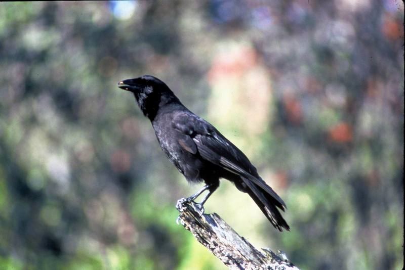 'Alala, Hawaiian Crow (Corvus hawaiiensis) {!--하와이까마귀-->; DISPLAY FULL IMAGE.