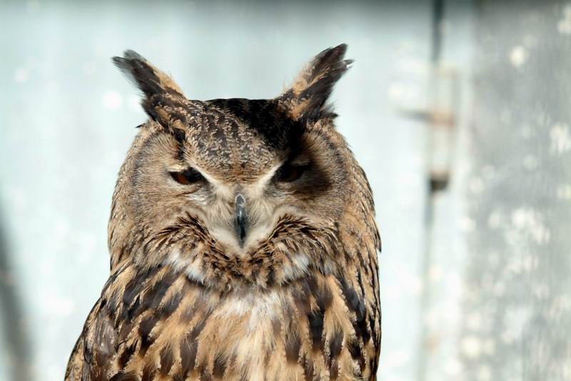 Eurasian Eagle Owl (Bubo bubo) {!--수리부엉이-->; DISPLAY FULL IMAGE.