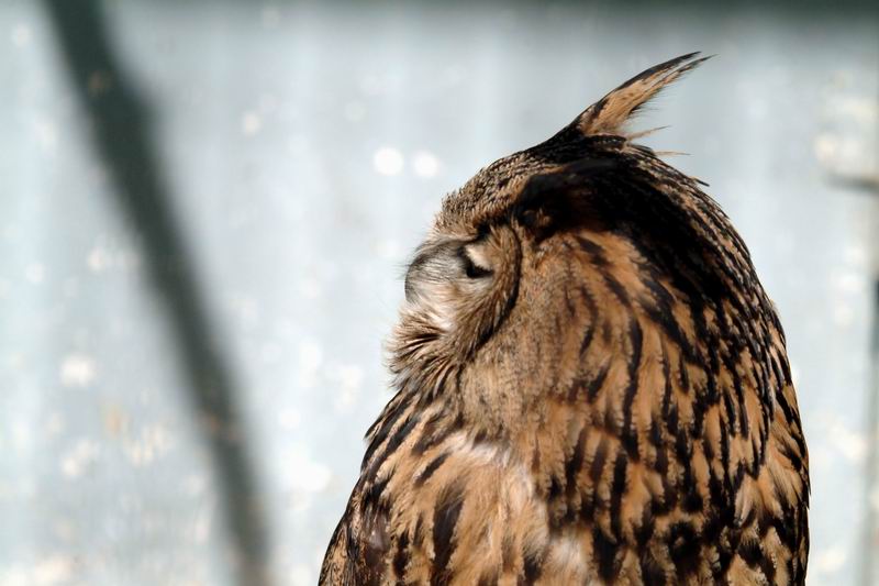 Eurasian Eagle Owl (Bubo bubo) {!--수리부엉이-->; DISPLAY FULL IMAGE.
