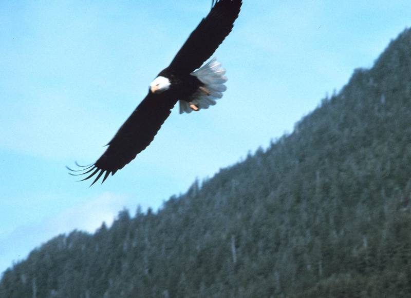 Bald Eagle in flight (Haliaeetus leucocephalus){!--흰머리수리-->; DISPLAY FULL IMAGE.