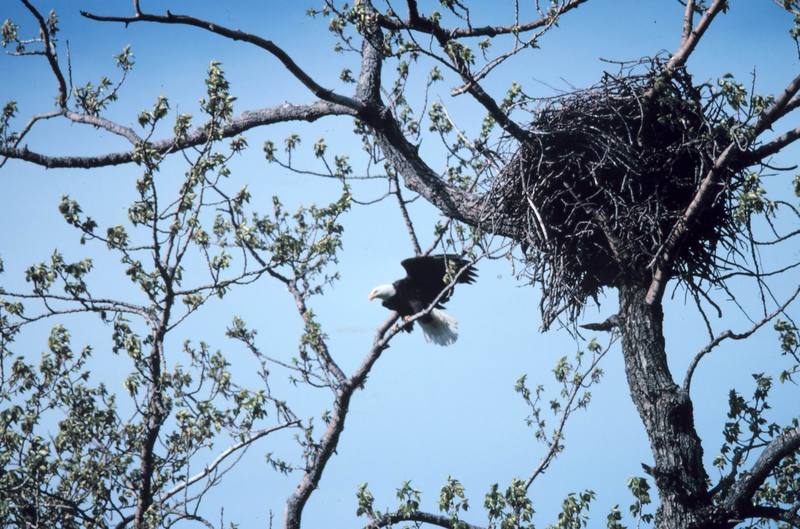 Bald Eagle and nest (Haliaeetus leucocephalus){!--흰머리수리-->; DISPLAY FULL IMAGE.