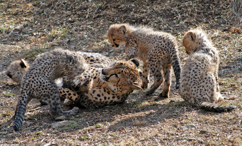 Cheetah cubs 1003; DISPLAY FULL IMAGE.