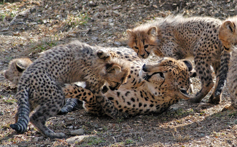 Cheetah cubs 1004; DISPLAY FULL IMAGE.