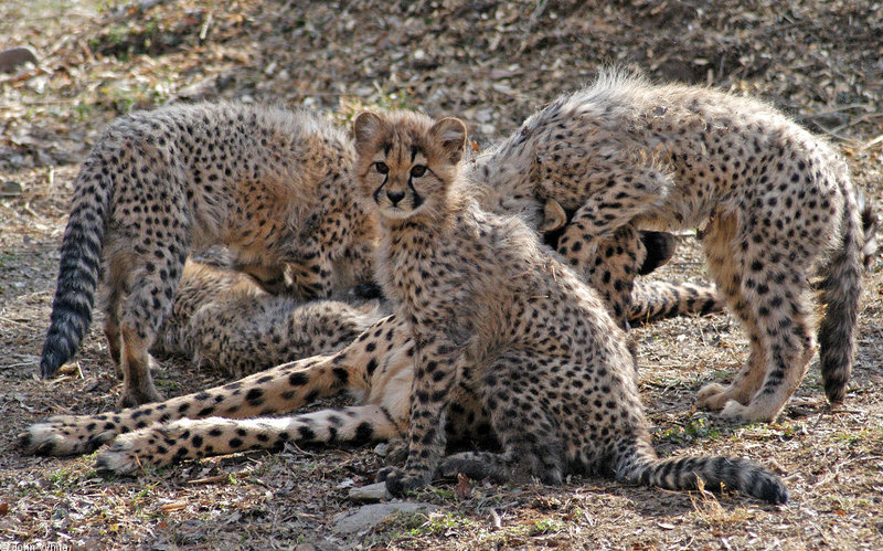 Cheetah cubs 1005; DISPLAY FULL IMAGE.