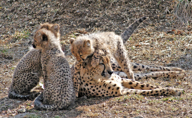Cheetah cubs 1001; DISPLAY FULL IMAGE.