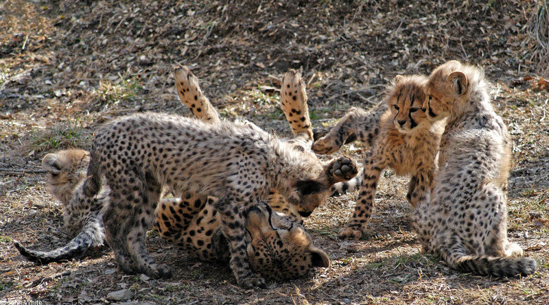 Cheetah cubs 1002; DISPLAY FULL IMAGE.