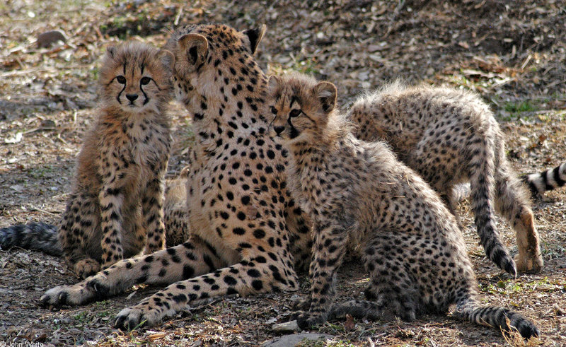 Cheetah cubs 1007; DISPLAY FULL IMAGE.
