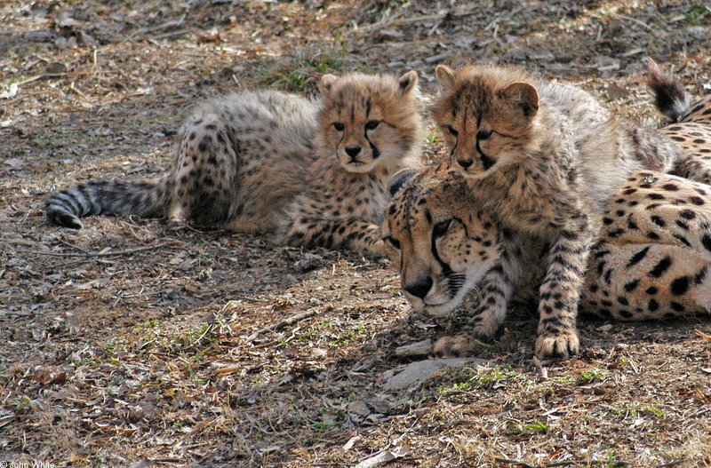 Cheetah cubs 1010; DISPLAY FULL IMAGE.