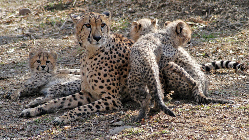 Cheetah cubs 1008; DISPLAY FULL IMAGE.