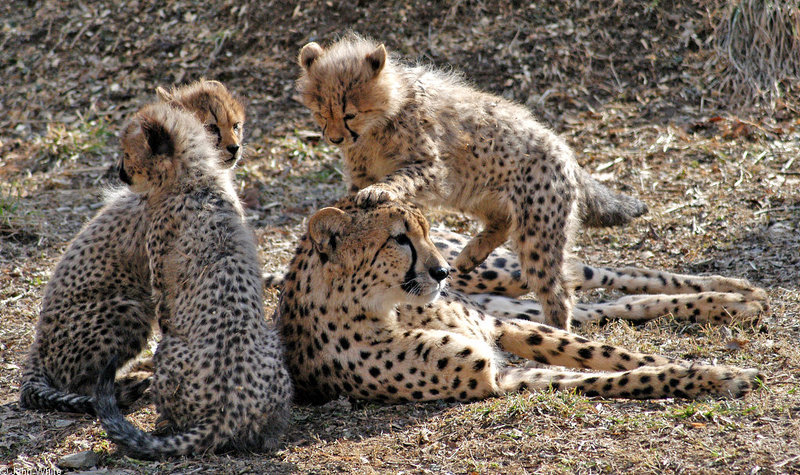 Cheetah cubs 1000; DISPLAY FULL IMAGE.