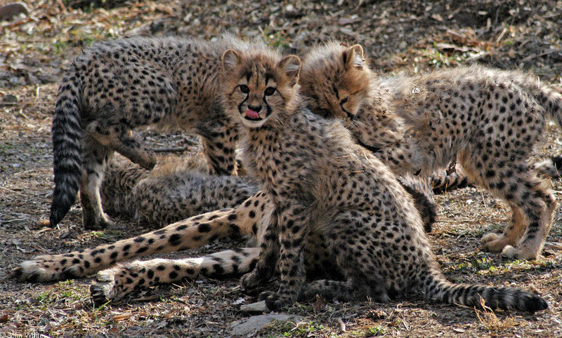 Cheetah cubs 1006; DISPLAY FULL IMAGE.