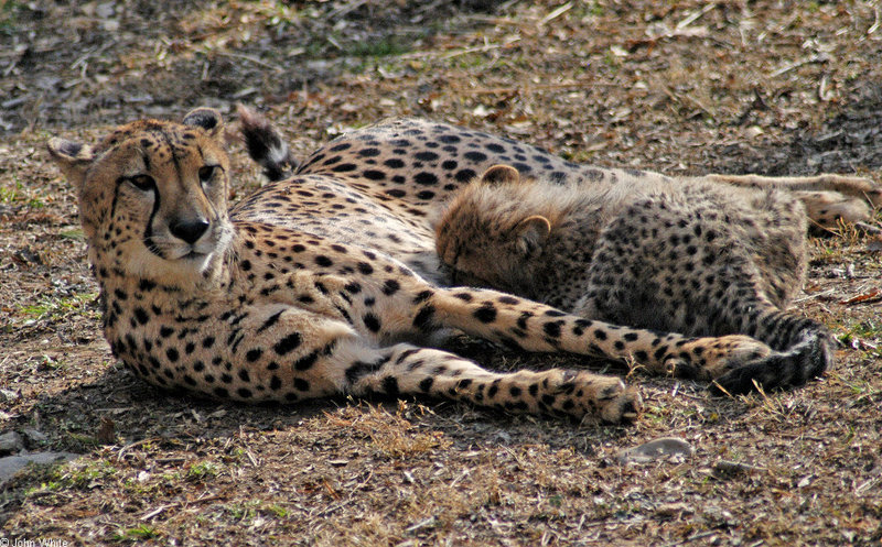 Cheetah cubs 1011; DISPLAY FULL IMAGE.