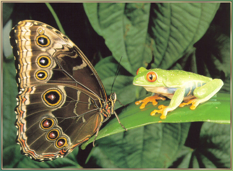 [Richardson Scan] Snaps'n Shots - Carmichael J. H. Pete - Butterfly and Treefrog; DISPLAY FULL IMAGE.