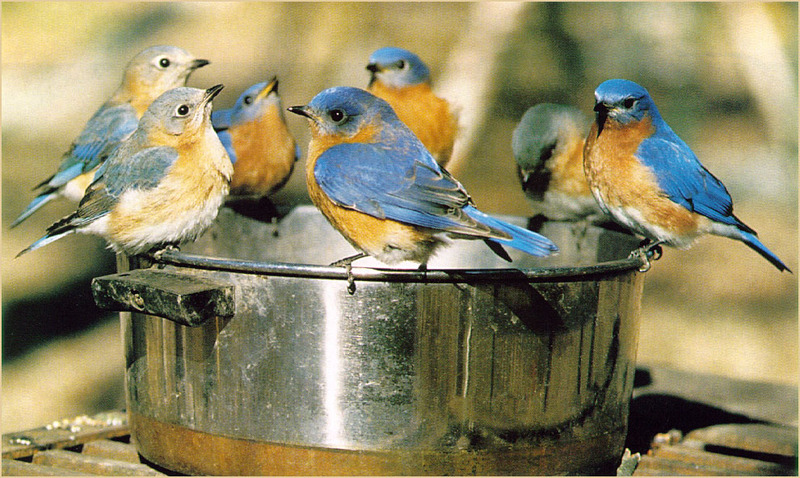 [Richardson Scan] Snaps'n Shots - McClelland Harry- Eastern Bluebird flock; DISPLAY FULL IMAGE.