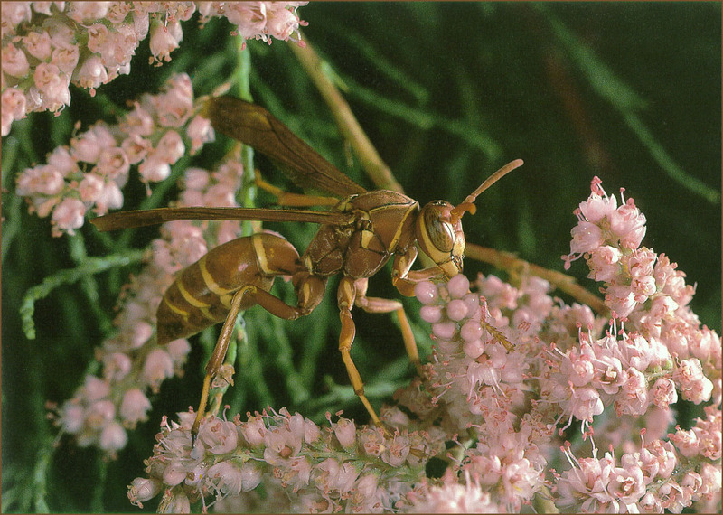 [Richardson Scan] Snaps'n Shots - Meier Leo - Paper Wasp; DISPLAY FULL IMAGE.