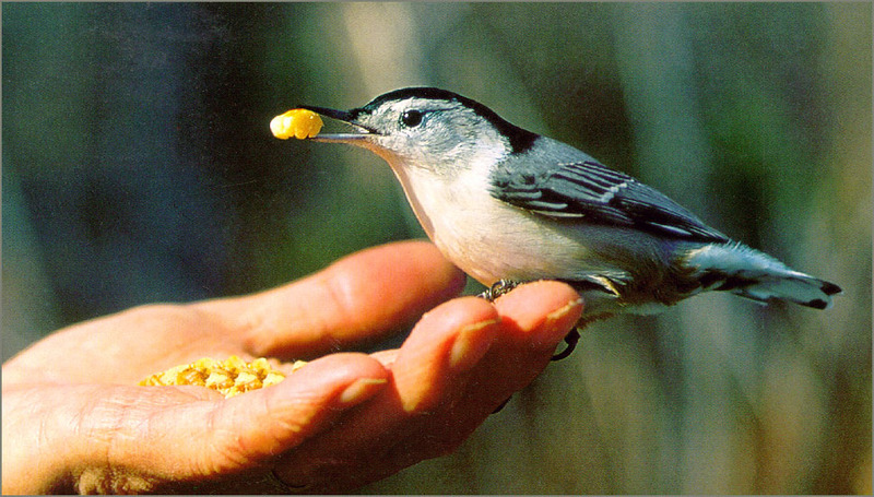 [Richardson Scan] Snaps'n Shots - Prett Giles - Hand-Fed White-Breasted Nuthatch; DISPLAY FULL IMAGE.