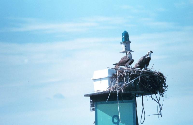 Ospreys on nest (Pandion haliaetus) {!--물수리-->; DISPLAY FULL IMAGE.