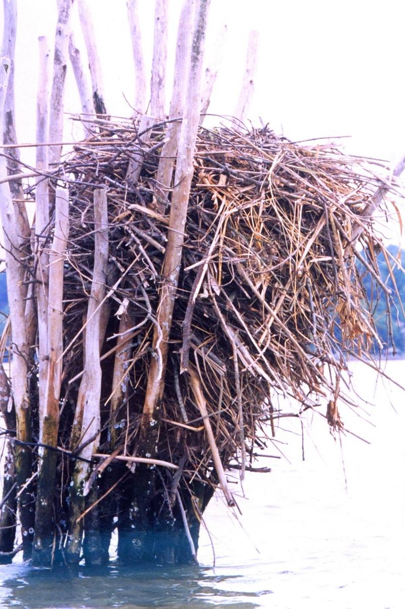Osprey's nest (Pandion haliaetus) {!--물수리-->; DISPLAY FULL IMAGE.