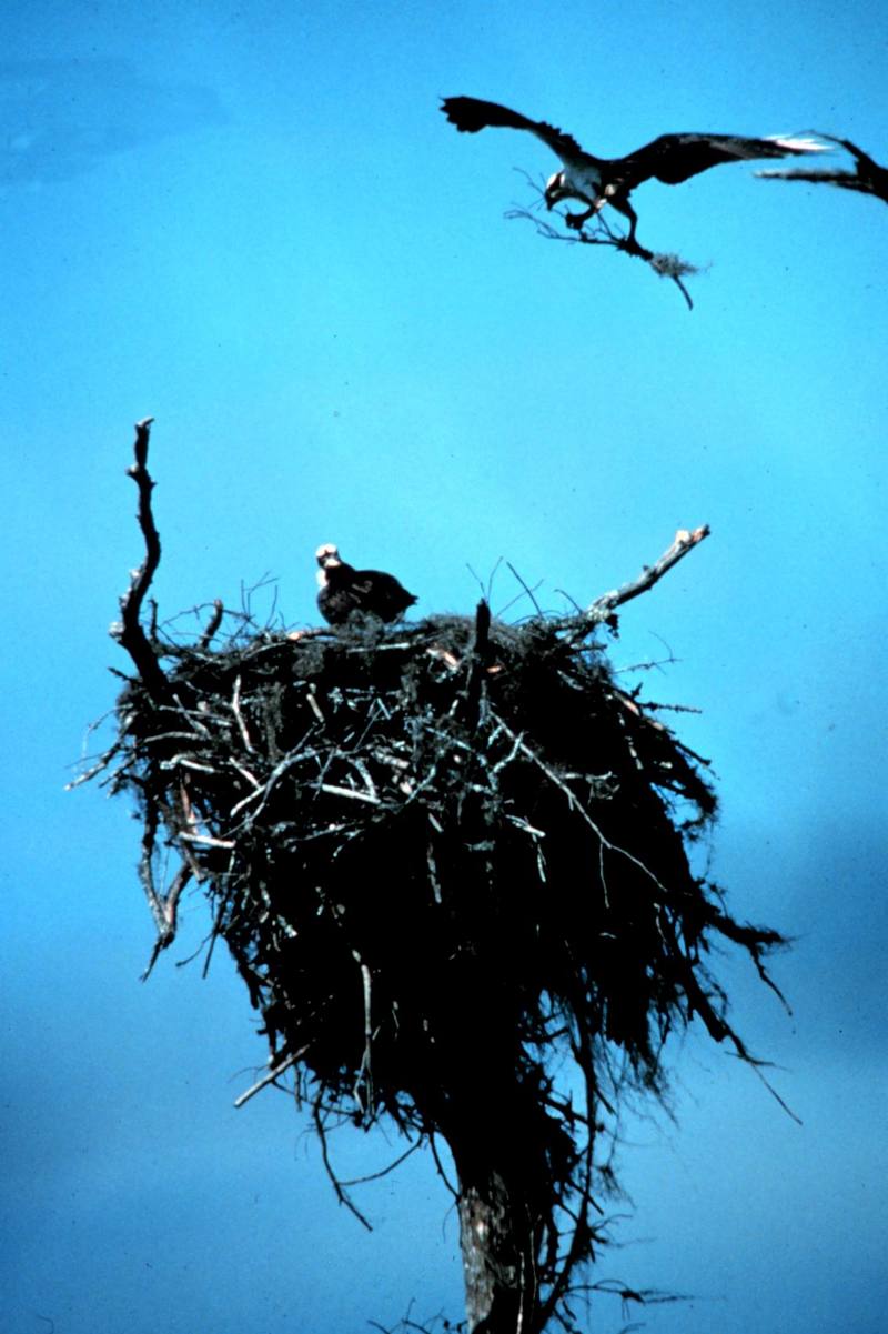Osprey nesting (Pandion haliaetus) {!--물수리-->; DISPLAY FULL IMAGE.
