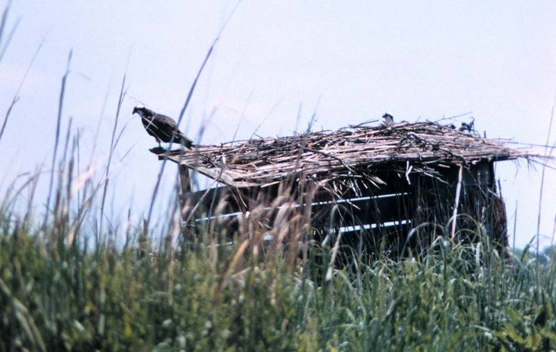 Osprey nesting (Pandion haliaetus) {!--물수리-->; DISPLAY FULL IMAGE.